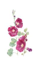 Hollyhocks